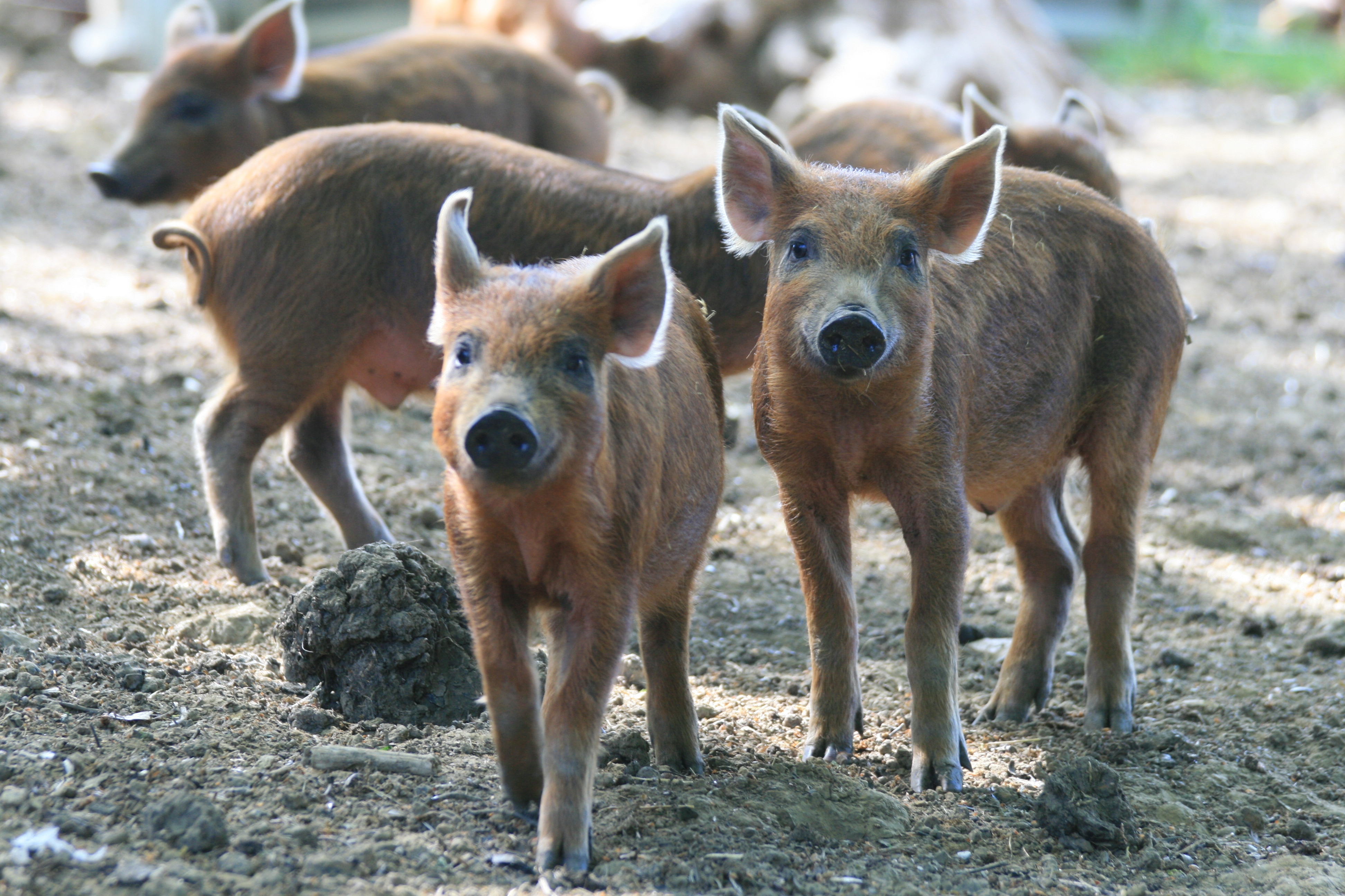 Iron Age Boar comes to the Local & Wild menu!